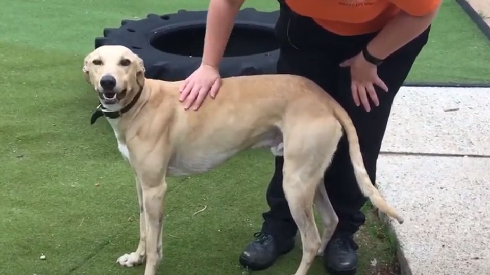 Plymouth animal charity sees demand for pets increase during